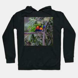 Lorikeets Hoodie